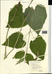 Lunaria rediviva L., Eastern Europe, North-Western region (E2) (Russia)