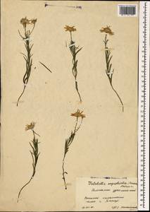 Galatella angustissima (Tausch) Novopokr., Caucasus, Stavropol Krai, Karachay-Cherkessia & Kabardino-Balkaria (K1b) (Russia)
