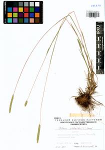 Phleum phleoides (L.) H.Karst., Siberia, Baikal & Transbaikal region (S4) (Russia)