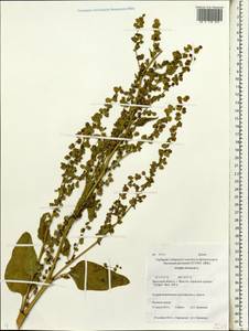 Atriplex hortensis L., Siberia, Baikal & Transbaikal region (S4) (Russia)