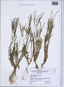 Digitaria sanguinalis (L.) Scop., Western Europe (EUR) (Poland)