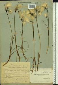 Eriophorum angustifolium Honck., Siberia, Chukotka & Kamchatka (S7) (Russia)