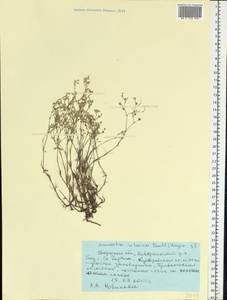 Minuartia setacea subsp. setacea, Eastern Europe, Middle Volga region (E8) (Russia)