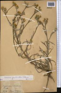 Cousinia pseudomollis C. Winkl., Middle Asia, Syr-Darian deserts & Kyzylkum (M7) (Kazakhstan)