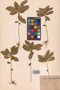 Lysimachia europaea (L.) U.Manns & Anderb., Eastern Europe, Moscow region (E4a) (Russia)