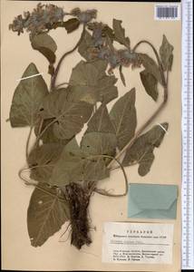 Phlomoides alpina (Pall.) Adylov, Kamelin & Makhm., Middle Asia, Dzungarian Alatau & Tarbagatai (M5) (Kazakhstan)