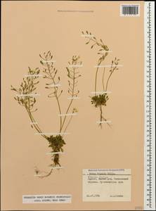 Draba hispida Willd., Caucasus, South Ossetia (K4b) (South Ossetia)