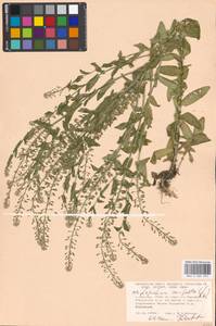 Lepidium campestre (L.) W.T. Aiton, Eastern Europe, Moscow region (E4a) (Russia)