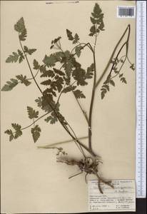 Conioselinum tataricum Hoffm., Middle Asia, Pamir & Pamiro-Alai (M2) (Kyrgyzstan)