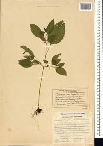 Impatiens noli-tangere L., Caucasus, Armenia (K5) (Armenia)