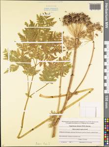 Selinum alatum (M. Bieb.) Hand, Caucasus, Stavropol Krai, Karachay-Cherkessia & Kabardino-Balkaria (K1b) (Russia)