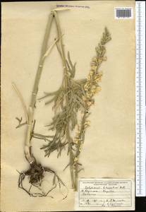 Delphinium biternatum Huth, Middle Asia, Western Tian Shan & Karatau (M3) (Kazakhstan)