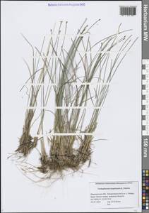 Trichophorum cespitosum (L.) Hartm., Eastern Europe, Northern region (E1) (Russia)