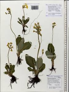 Primula ruprechtii Kusnezowa ex Lipsky, Caucasus, Stavropol Krai, Karachay-Cherkessia & Kabardino-Balkaria (K1b) (Russia)