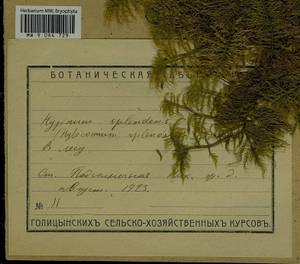 Hylocomium splendens (Hedw.) Schimp., Bryophytes, Bryophytes - Moscow City & Moscow Oblast (B6a) (Russia)