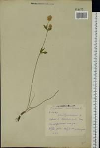 Trifolium montanum L., Eastern Europe, Eastern region (E10) (Russia)