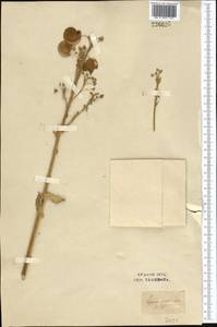 Megacarpaea orbiculata B. Fedtsch., Middle Asia, Syr-Darian deserts & Kyzylkum (M7) (Uzbekistan)