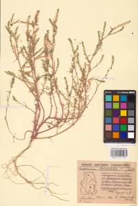 Corispermum hyssopifolium L., Eastern Europe, Volga-Kama region (E7) (Russia)