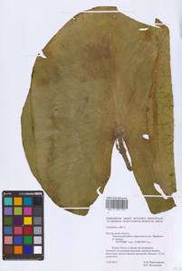 Nymphaea alba L., Eastern Europe, Central forest-and-steppe region (E6) (Russia)