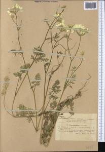 Orlaya grandiflora (L.) Hoffm., Western Europe (EUR) (Romania)