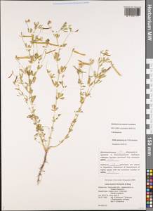 Lotus krylovii Schischkin & Serg., Middle Asia, Caspian Ustyurt & Northern Aralia (M8) (Kazakhstan)
