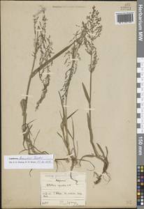 Catabrosa aquatica (L.) P.Beauv., Eastern Europe, North-Western region (E2) (Russia)