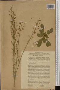 Camelina sativa (L.) Crantz, Western Europe (EUR) (Poland)