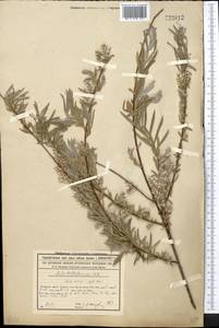 Salix wilhelmsiana M. Bieb., Middle Asia, Syr-Darian deserts & Kyzylkum (M7) (Kazakhstan)