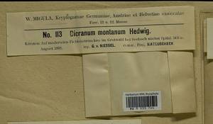 Orthodicranum montanum (Hedw.) Loeske, Bryophytes, Bryophytes - Western Europe (BEu) (Austria)