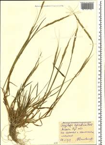 Aegilops cylindrica Host, Caucasus, Krasnodar Krai & Adygea (K1a) (Russia)