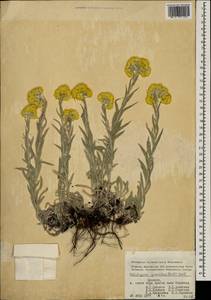 Helichrysum graveolens (M. Bieb.) Sw., Caucasus, Armenia (K5) (Armenia)