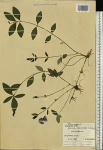 Vinca minor L., Eastern Europe, West Ukrainian region (E13) (Ukraine)