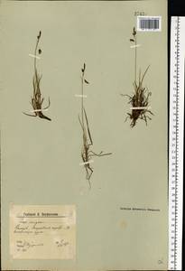 Carex magellanica subsp. irrigua (Wahlenb.) Hiitonen, Eastern Europe, Northern region (E1) (Russia)