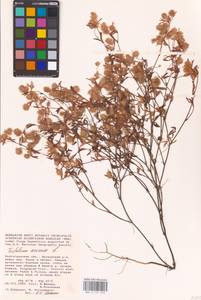 Trifolium arvense L., Eastern Europe, Lower Volga region (E9) (Russia)