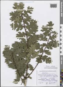 Quercus pubescens Willd., Caucasus, Black Sea Shore (from Novorossiysk to Adler) (K3) (Russia)