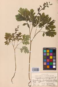 Corydalis cava (L.) Schweigg. & Körte, Eastern Europe, Western region (E3) (Russia)