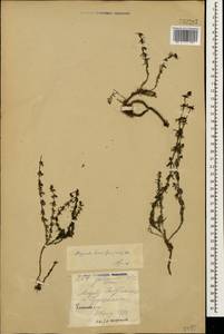 Galium humifusum M.Bieb., Caucasus, Azerbaijan (K6) (Azerbaijan)