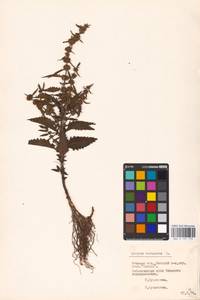 MHA 0 157 775, Lycopus europaeus L., Eastern Europe, Belarus (E3a) (Belarus)