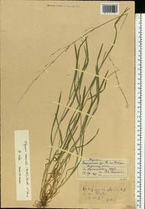 Glyceria nemoralis (R.Uechtr.) R.Uechtr. & Koern., Eastern Europe, Central forest-and-steppe region (E6) (Russia)