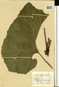 Petasites hybridus (L.) G. Gaertn., B. Mey. & Scherb., Eastern Europe, Central region (E4) (Russia)