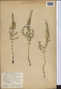 Lysimachia maritima (L.) Galasso, Banfi & Soldano, Caucasus, Armenia (K5) (Armenia)