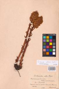 MHA 0 162 403, Orobanche elatior, Eastern Europe, Central forest-and-steppe region (E6) (Russia)