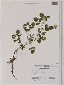 Ononis rotundifolia L., Western Europe (EUR) (Italy)