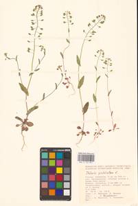 Microthlaspi perfoliatum (L.) F.K.Mey., Eastern Europe, Lower Volga region (E9) (Russia)