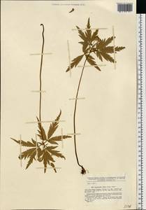 Anemone reflexa Steph. & Willd., Eastern Europe, Eastern region (E10) (Russia)