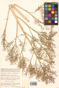 Crambe tataria Sebeók, Eastern Europe, Lower Volga region (E9) (Russia)