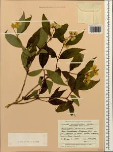 Philadelphus coronarius L., Caucasus, Abkhazia (K4a) (Abkhazia)