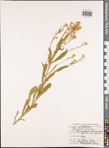 Armoracia rusticana P. Gaertn., B. Mey. & Scherb., Eastern Europe, Central region (E4) (Russia)