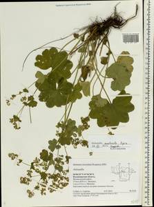 Alchemilla monticola Opiz, Eastern Europe, Central region (E4) (Russia)