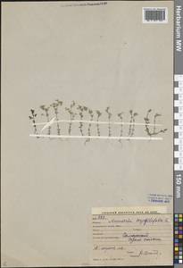 Arenaria serpyllifolia L., Middle Asia, Pamir & Pamiro-Alai (M2) (Uzbekistan)